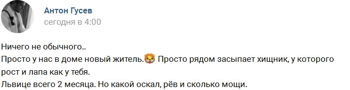 Гусев и Романец приобрели львицу?