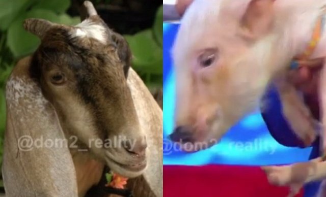 Алексей Купин продолжает запугивать будущую тёщу