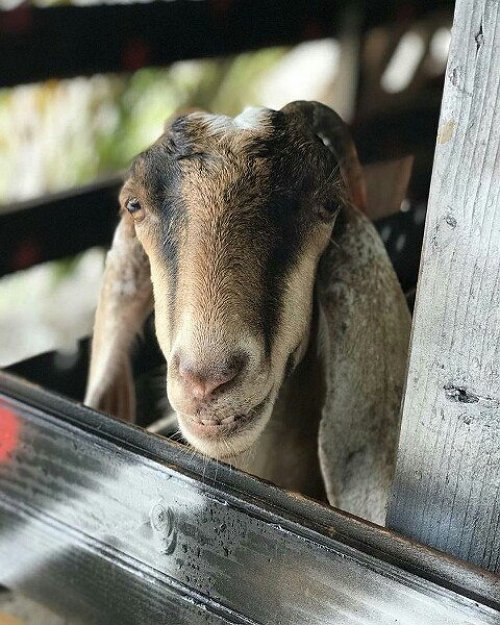 Новости от Кота Баюна (11.12.2017)