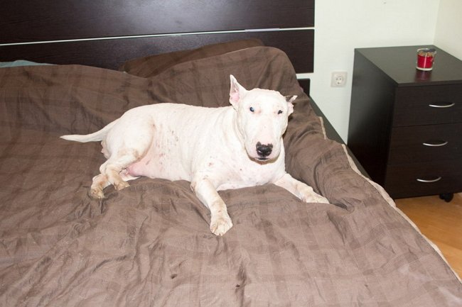 Рустам Калганов провёл экскурсию по своей квартире