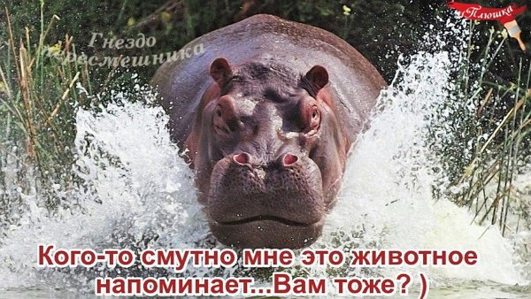 Приколы о Дом-2 (6.01.2018)