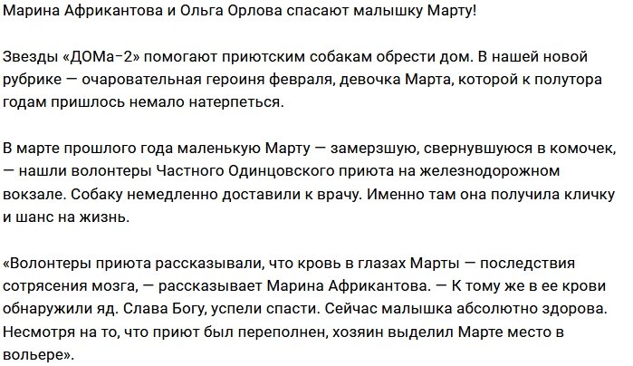 Ольга Орлова и Марина Африкантова пристраивают собак из приюта