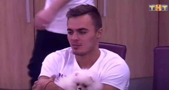 Мнение: Что ждет собаку Донцовой?