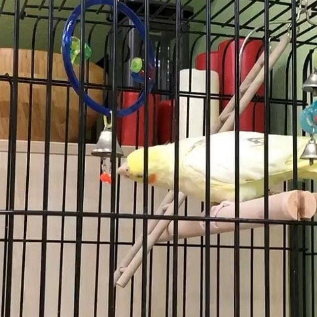 Александра Черно: Она без мозгов полетела на холод