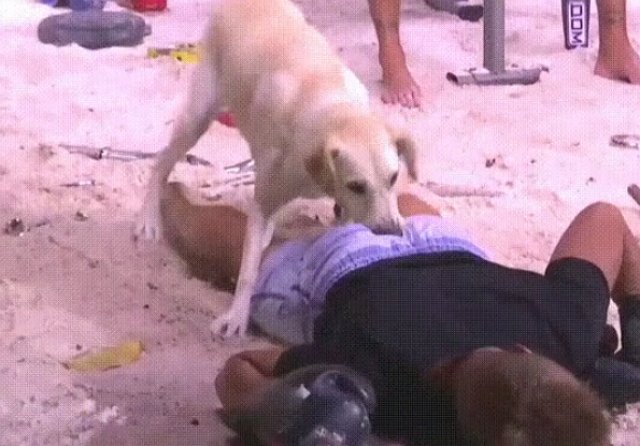 Стихи о Дом-2 на 1.04.2019