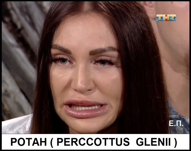 Приколы о Дом-2 (3.07.2019)