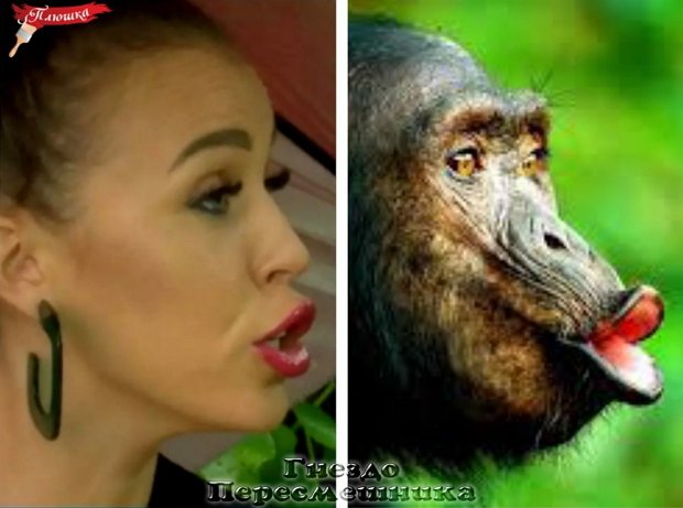 Приколы о Дом-2 (27.07.2019)