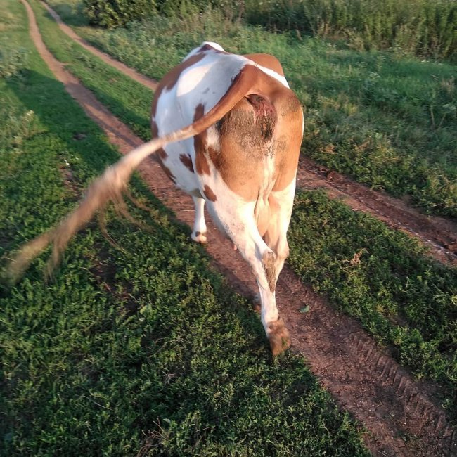 Май Абрикосов описал деревенскую жизнь