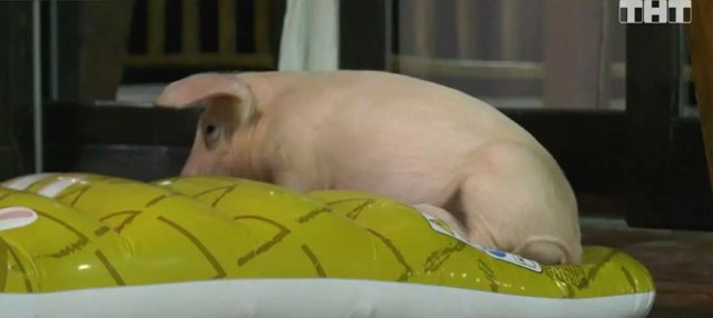 Купин с Донцовой будут выращивать коз на островах?