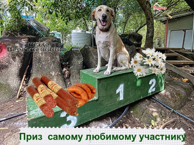 Приколы о Дом-2 (1.07.2020)