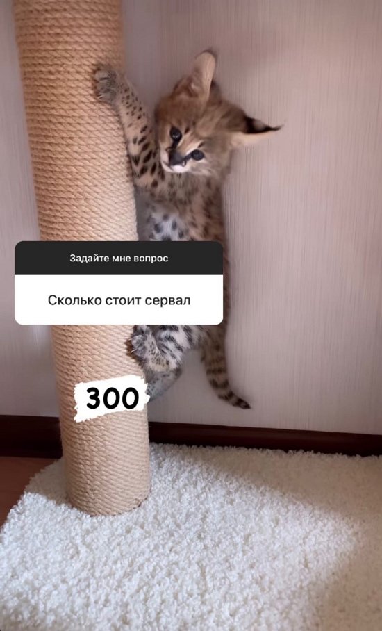 Диана Игнатюк: Она очень ласковая!
