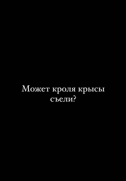 Тигран Салибеков: Может, кроля крысы съели?