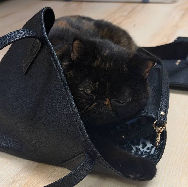 Алёна Опенченко опять оставила на подругу свою кошку