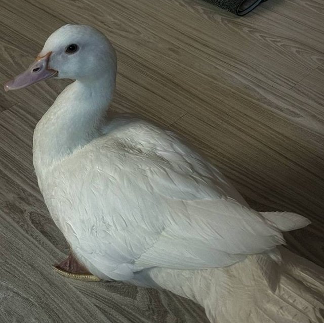 Новая участница проекта хочет привезти на поляну утку Новая участница проекта хочет привезти на поляну утку