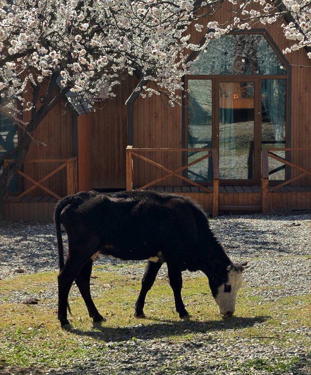 Ирина Пингвинова: Мы в Дагестане! 