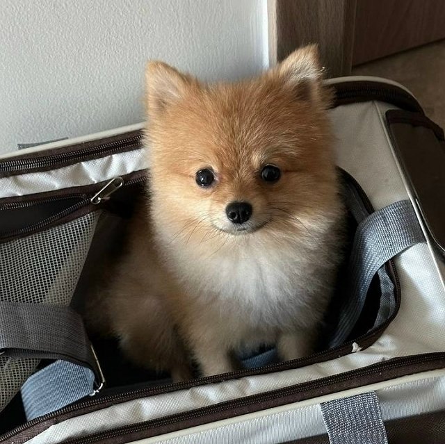 Сергей и Евгения Хорошевы переезжают поближе к родным?