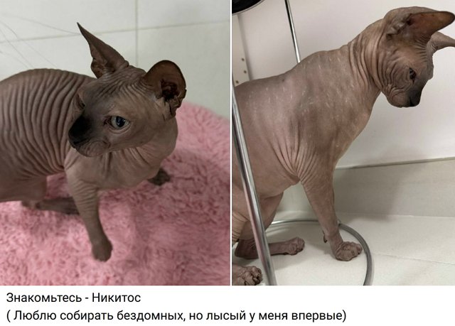 Евгения Дорожкина выселила жильца и обзавелась питомцем Евгения Дорожкина выселила жильца и обзавелась питомцем